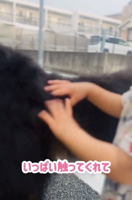 尻尾を触る男の子