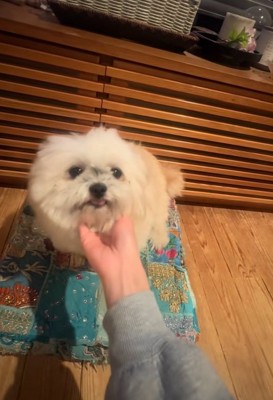 丸いシルエットのるるちゃん