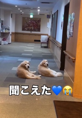 振り向いたりくくん