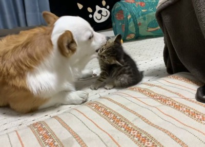 コーギーの顎下を噛んで引っ張る子猫