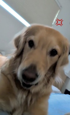 怒りの「ワフッワフッ」