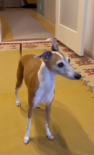 家の中で飼い主の男性を探すイタリアングレーハウンド