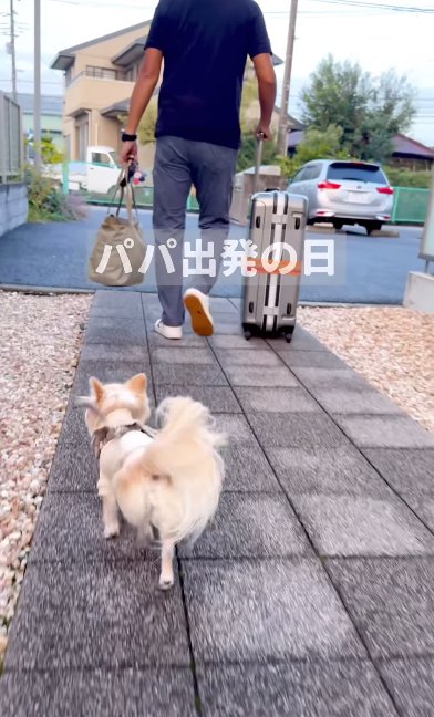 男性を追いかけるチワワ