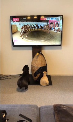 相撲の稽古映像を見たちこ丸くん2