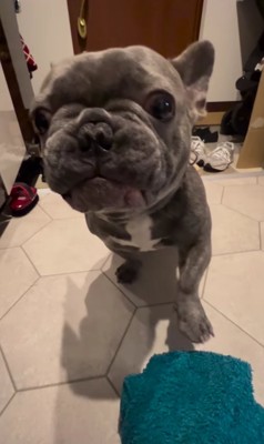 左前足をあげる犬