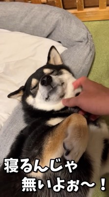 二度寝する気満々！