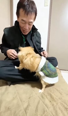 飼い主の膝の上に乗ろうとしているチワワ