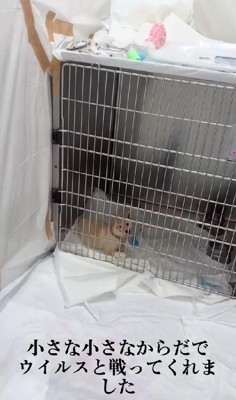 急遽入院することに