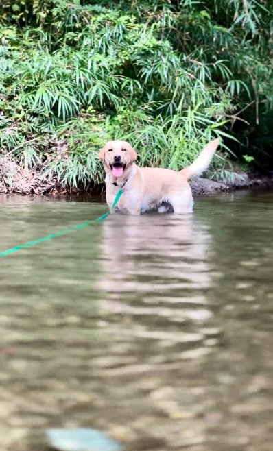 川で遊ぶ犬