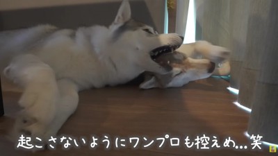 ワンプロも静かに…