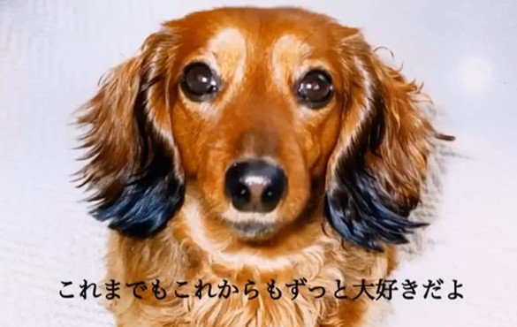 ずっとずっと大好き