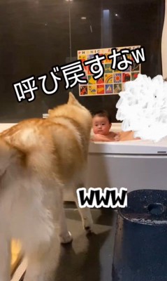 お風呂で遊ぶ赤ちゃんと茶々丸くん8