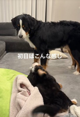 出会った日の2匹