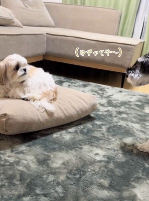 こむぎちゃんは引かない