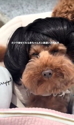 カツラを被ったワンコ1