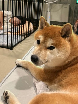 招かれざる侵入者が…