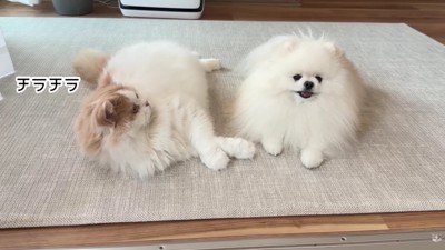 レモンちゃんが隣で見守る