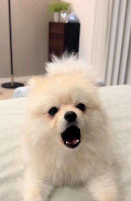 かまってほしいすいちゃん2