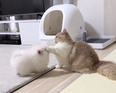 犬の頭に触れる猫