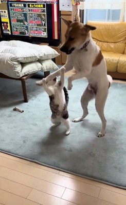 立ち上がる2匹