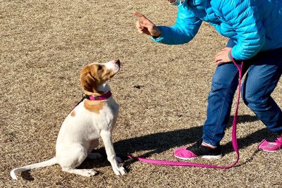 人差し指で指示する女性を見上げる犬