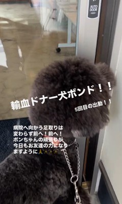輸血ドナー犬として出動するボンドくん4