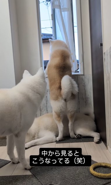 窓際に立って外を見る秋田犬と集まる秋田犬2頭