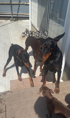 豹馬くんの変化3