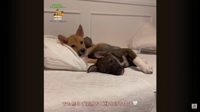 詩音くんと花音ちゃんが幸せを掴むまで6