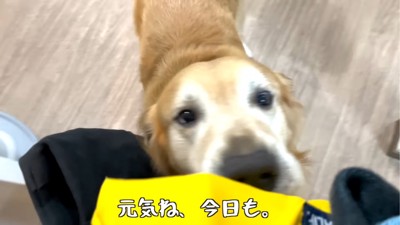 足元にすり寄る犬