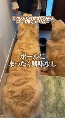 ボールを無視して女性を見上げる2頭の犬