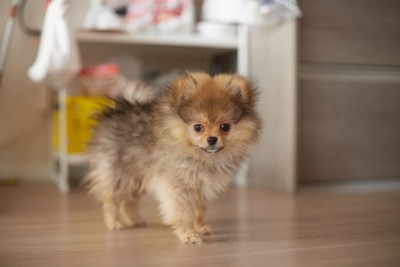 フローリング、子犬