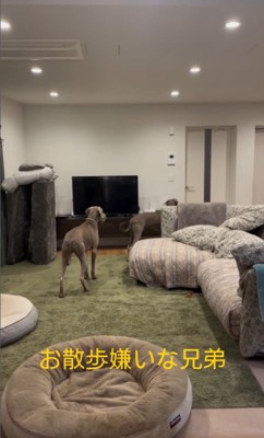 お散歩を嫌がるノアくん&ノエルくん