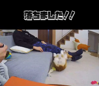 ソファから落ちたモナちゃん5