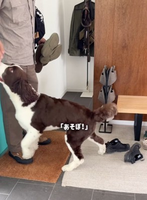 遊んでと誘う犬