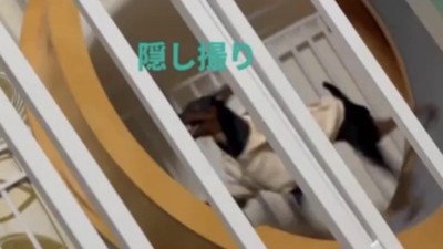 柵超しに撮影された犬