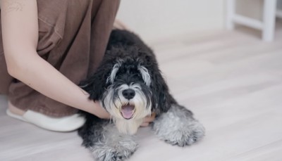 トリマーさんとすでに仲良し