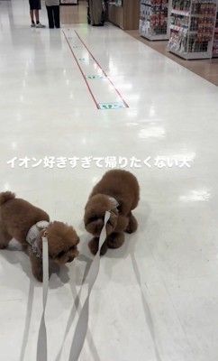 2匹のトイプードル