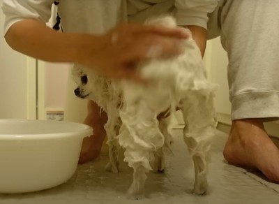 お尻を洗われる犬