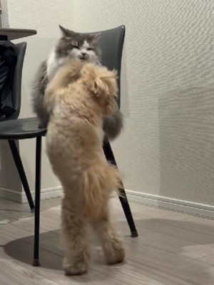 しゃけちゃんも負けていません