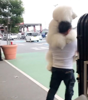 犬を抱えてダッシュ