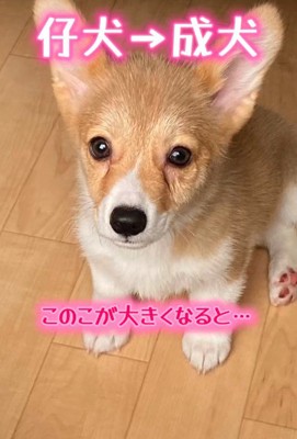 小さかったおもちちゃんも…