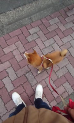 お散歩中のつぶちゃん