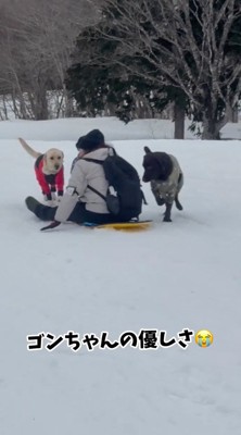 女性が乗ったソリを追いかける犬たち
