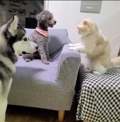 向き合う犬と猫