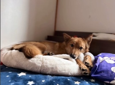 ベッドで休む犬