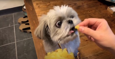 飼い主が差し出す焼き芋を食べようとしている犬