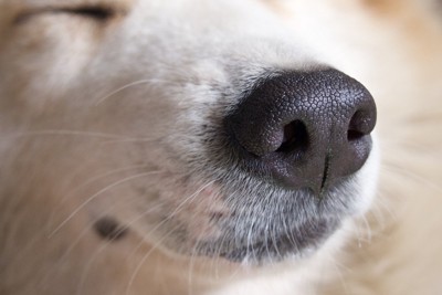 犬の鼻のアップ