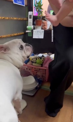 コロちゃんと赤ちゃんの初対面7