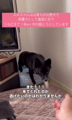 ママさんの元に来て…